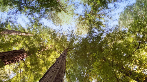Responder como budista a la crisis medioambiental
