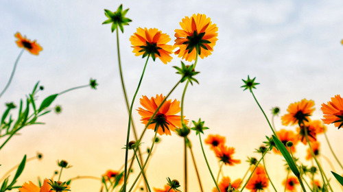 Introducción a la práctica de la bondad amorosa