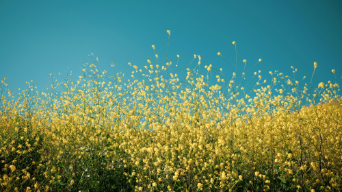 La ofrenda del mandala es un proceso